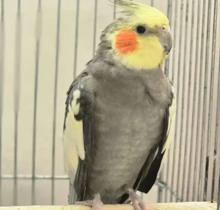 یک جفت عروس هلندی|پرنده|بندر انزلی, طالب آباد|دیوار