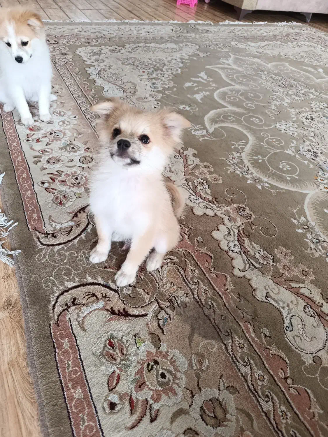 واگذاری|سگ|شیراز, شهرک سعدی|دیوار