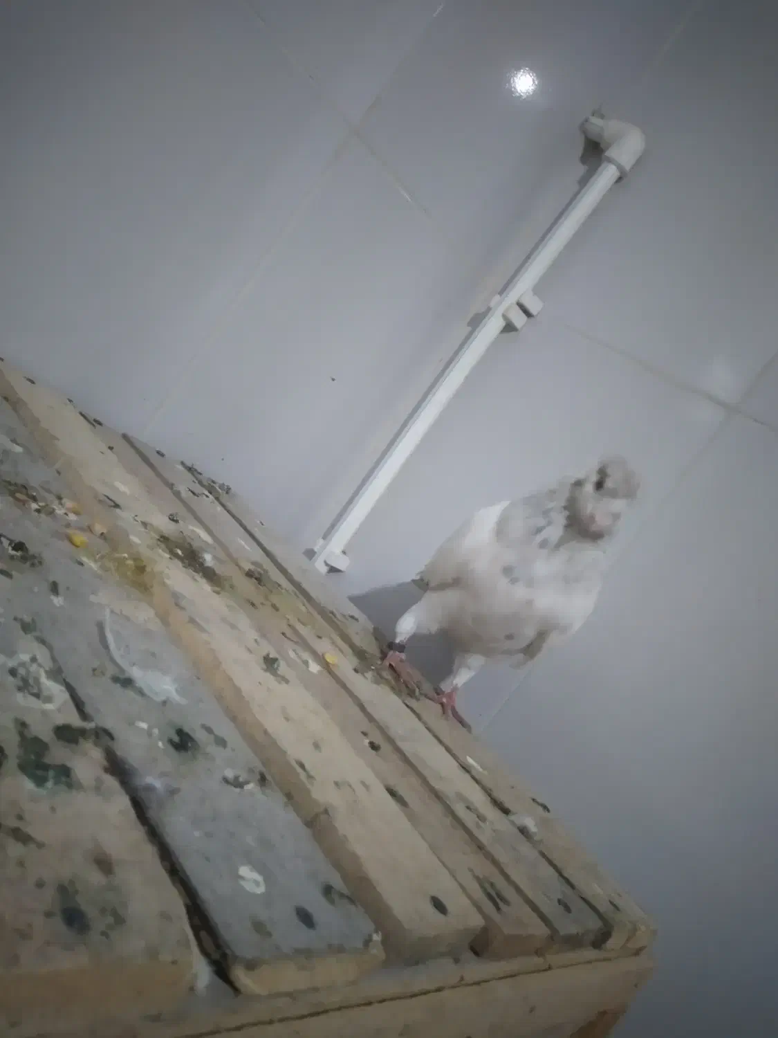 کفتر کبوتر|پرنده|پارس‌آباد, |دیوار