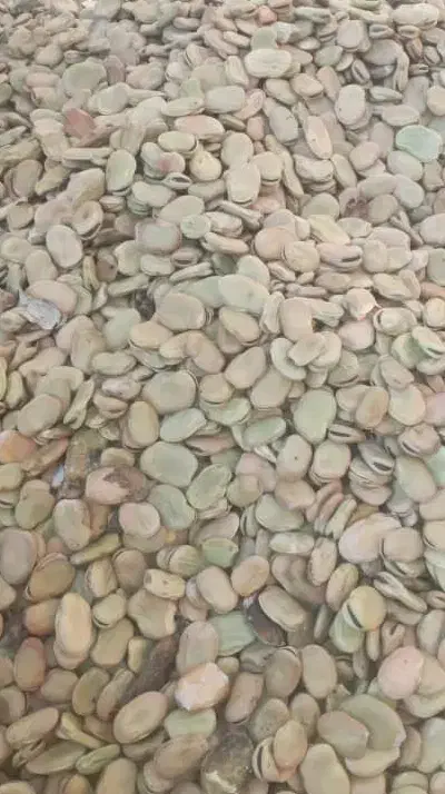 باقله سوری درجه ۱|گل و گیاه طبیعی|بیستون, |دیوار