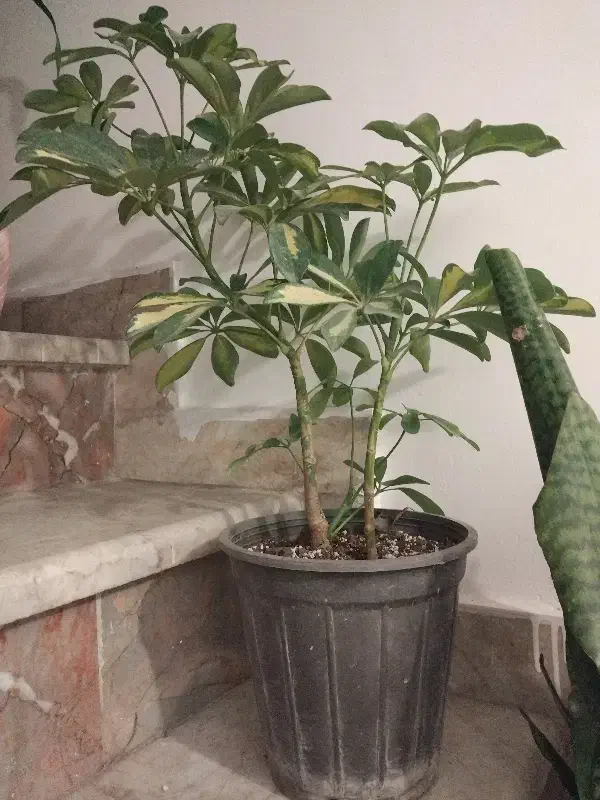 گل طبیعی|گل و گیاه طبیعی|مشهد, سرافرازان|دیوار