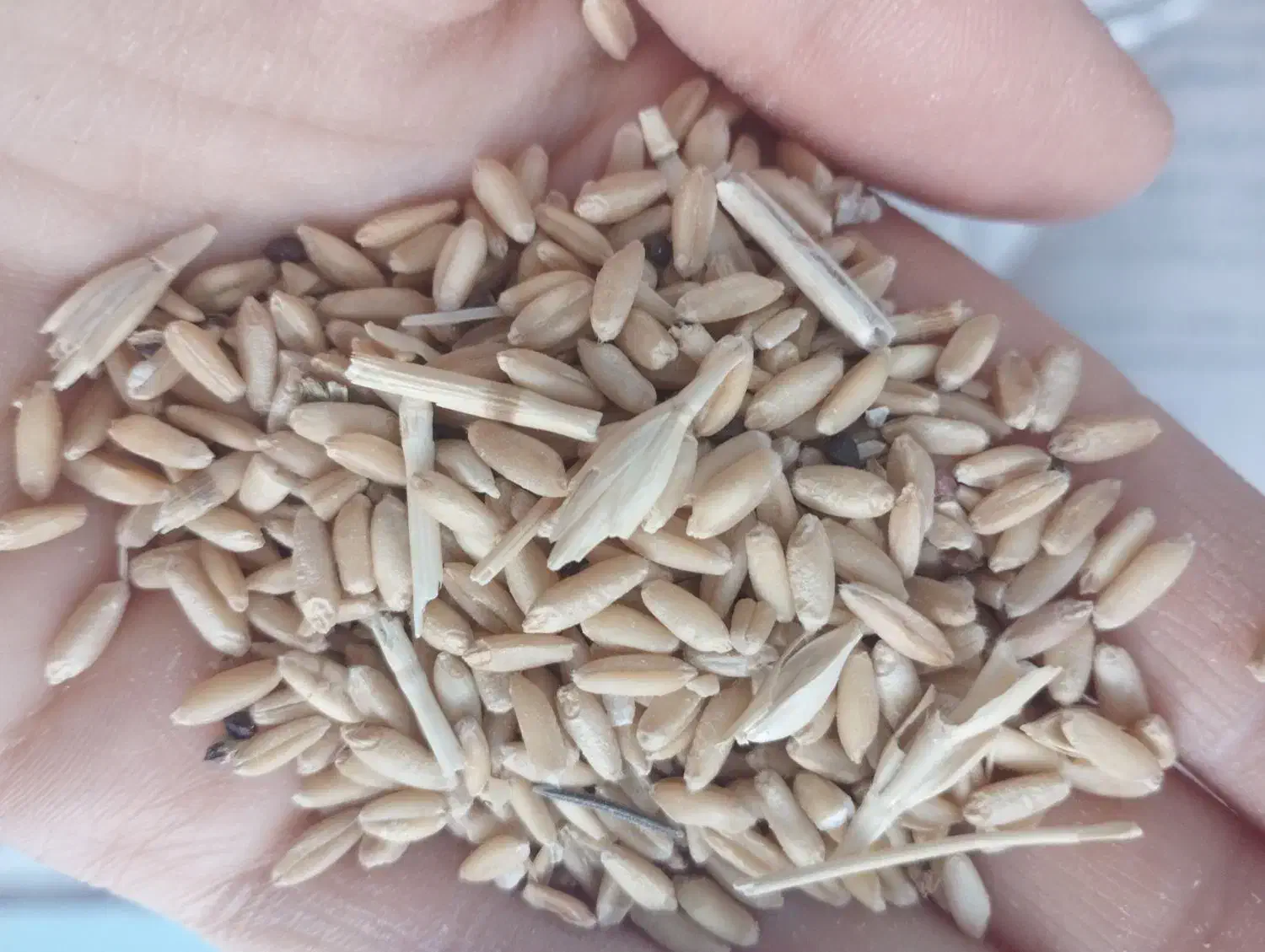 گندم دیم|خوردنی و آشامیدنی|قم, شهر قائم|دیوار