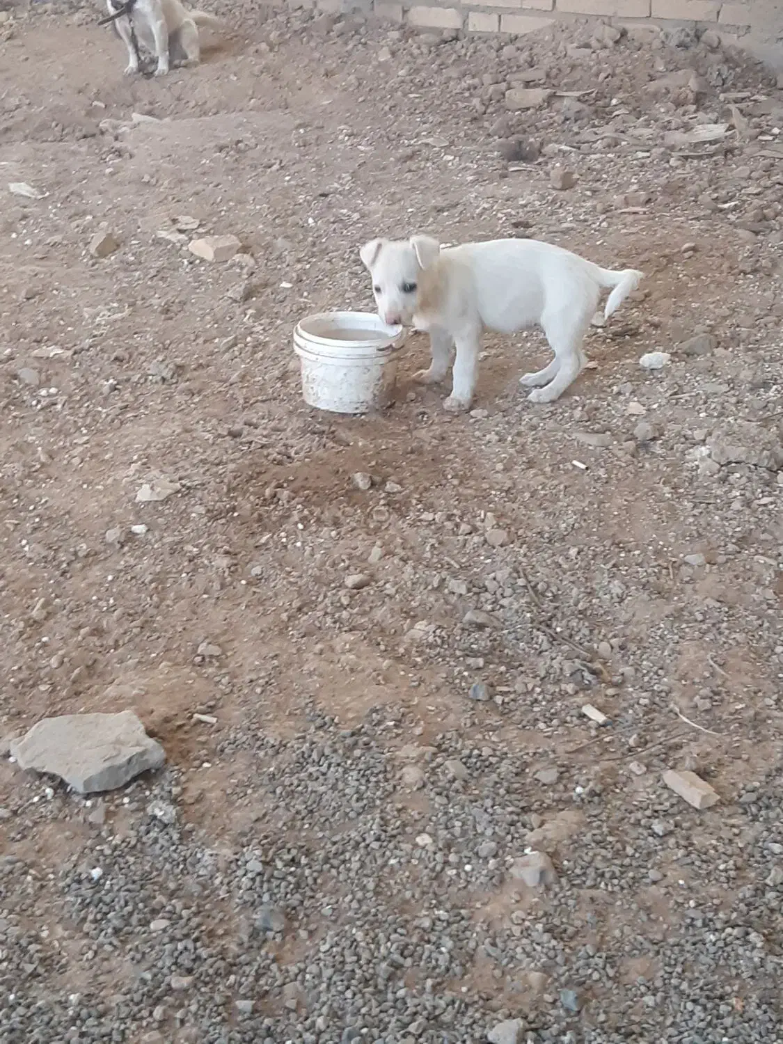 واگذاری توله فیندو نر ۱۰۰روزه از بهترین نسل و نژاد|سگ|اهر, |دیوار