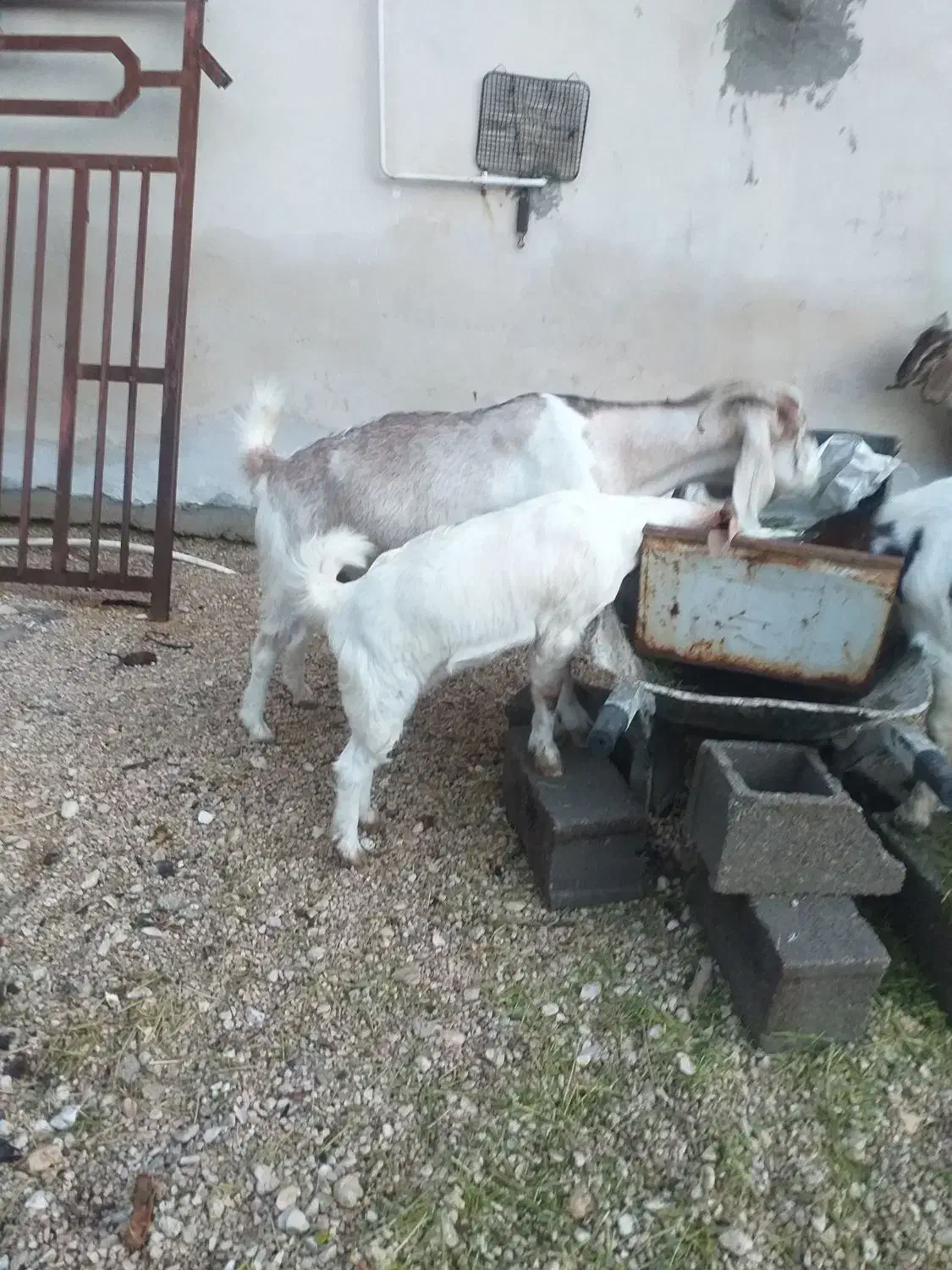 چند راس حیوان|حیوانات مزرعه|جم, |دیوار