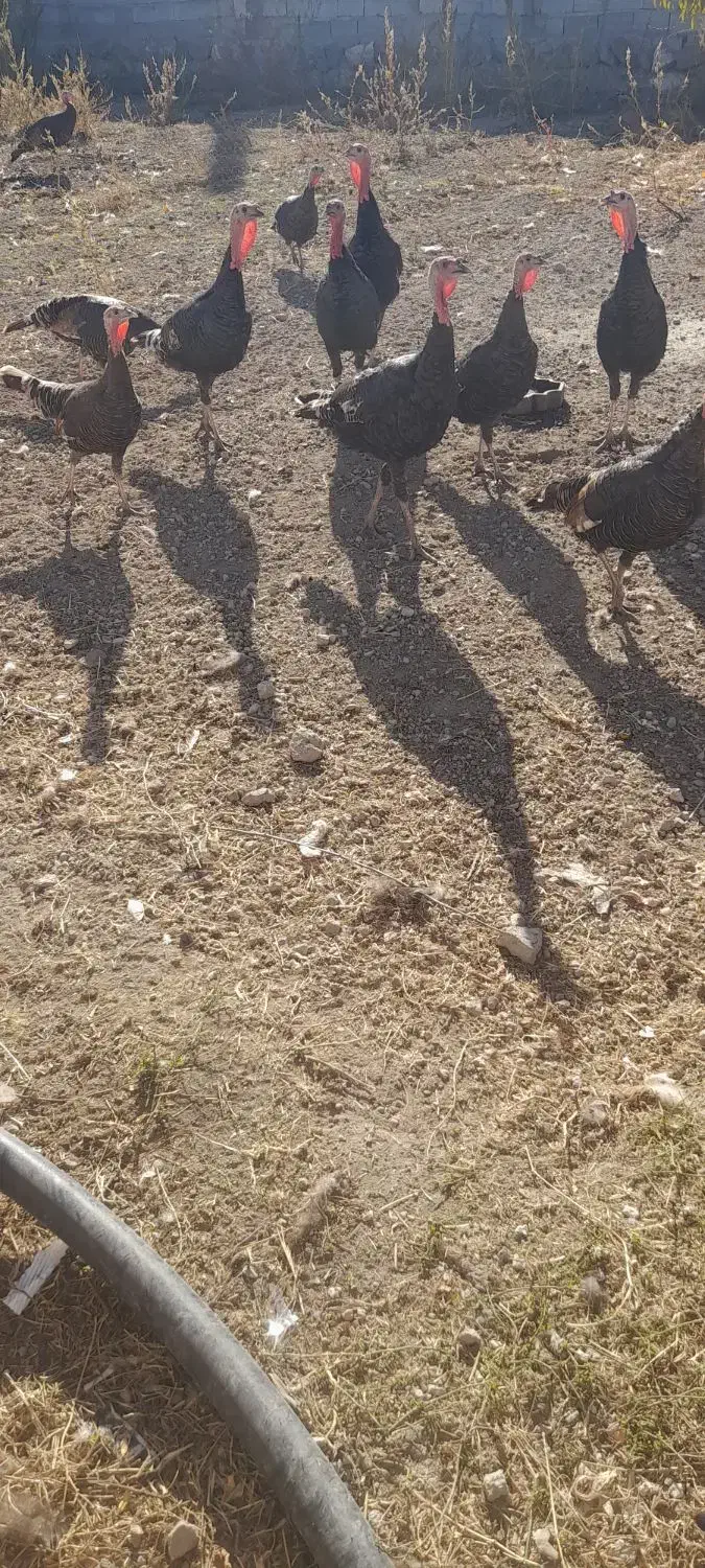 بوقلمون|حیوانات مزرعه|مشگین شهر, |دیوار