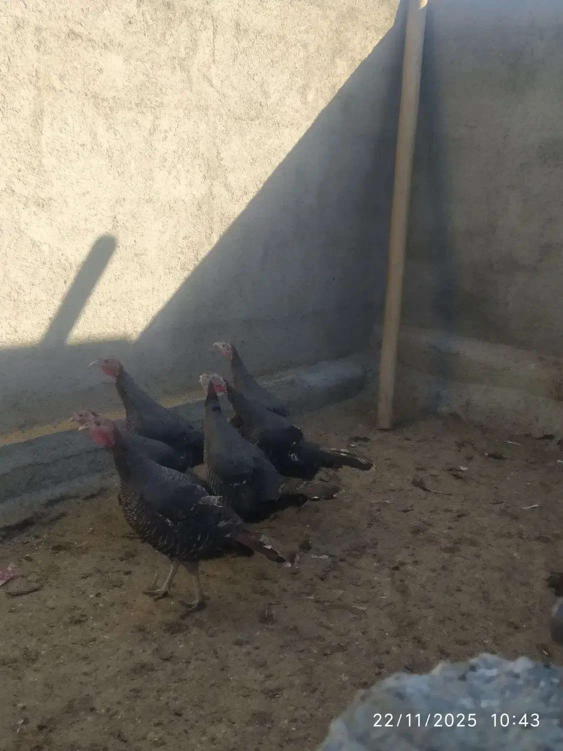 فروش بوقلمون ماده در میان راهان|حیوانات مزرعه|دینور, |دیوار