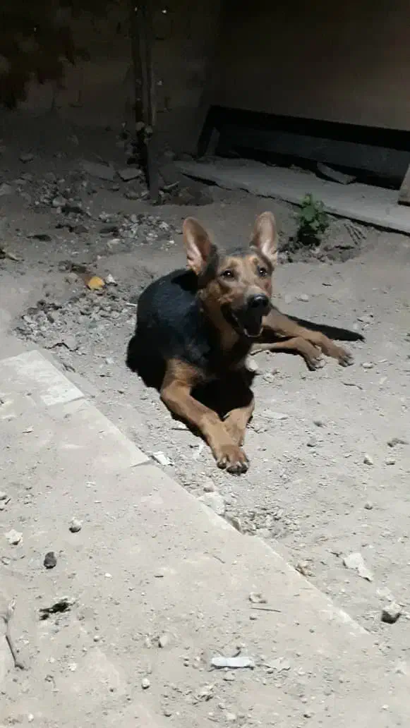 واگذاری سگ نژاد ژرمن دوبرمن|سگ|کرج, گلدشت|دیوار