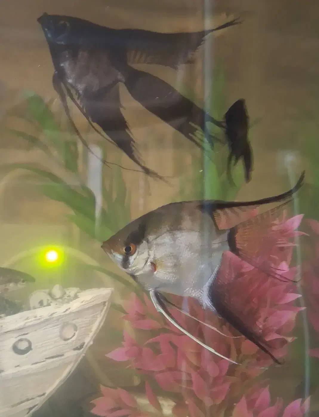 آکواریوم دلسا|ماهی|تهران, شهرک امام خمینی|دیوار