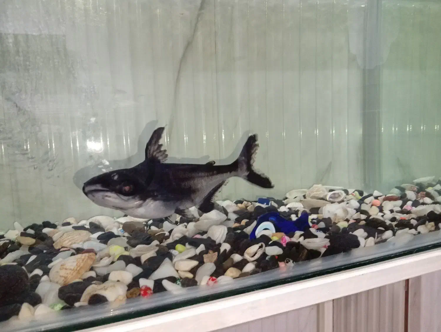 ماهی پنکوسی|ماهی|مسجد سلیمان, |دیوار