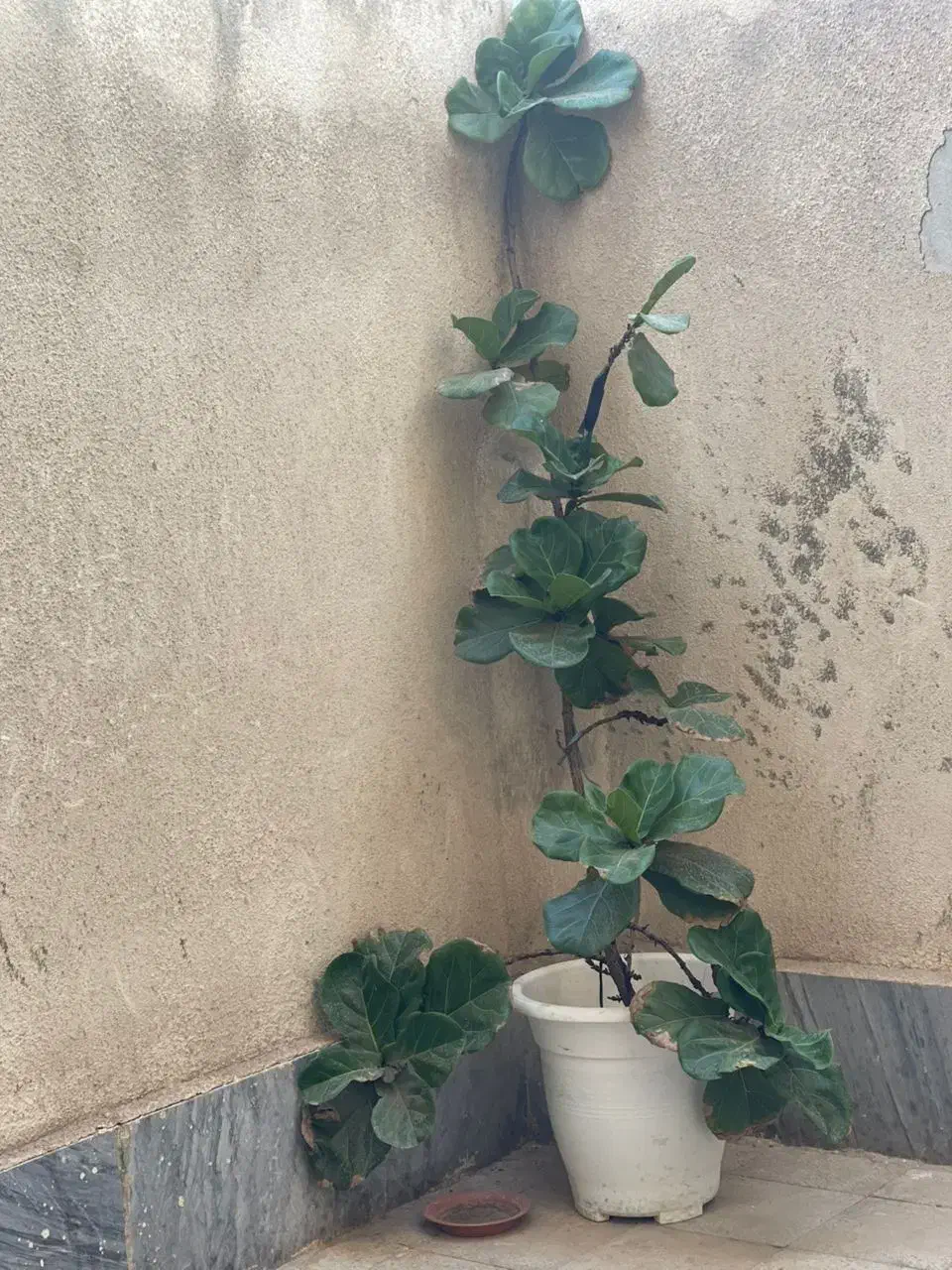 گل مانسترا و لیراتا|گل و گیاه طبیعی|فردیس, انبار نفت|دیوار