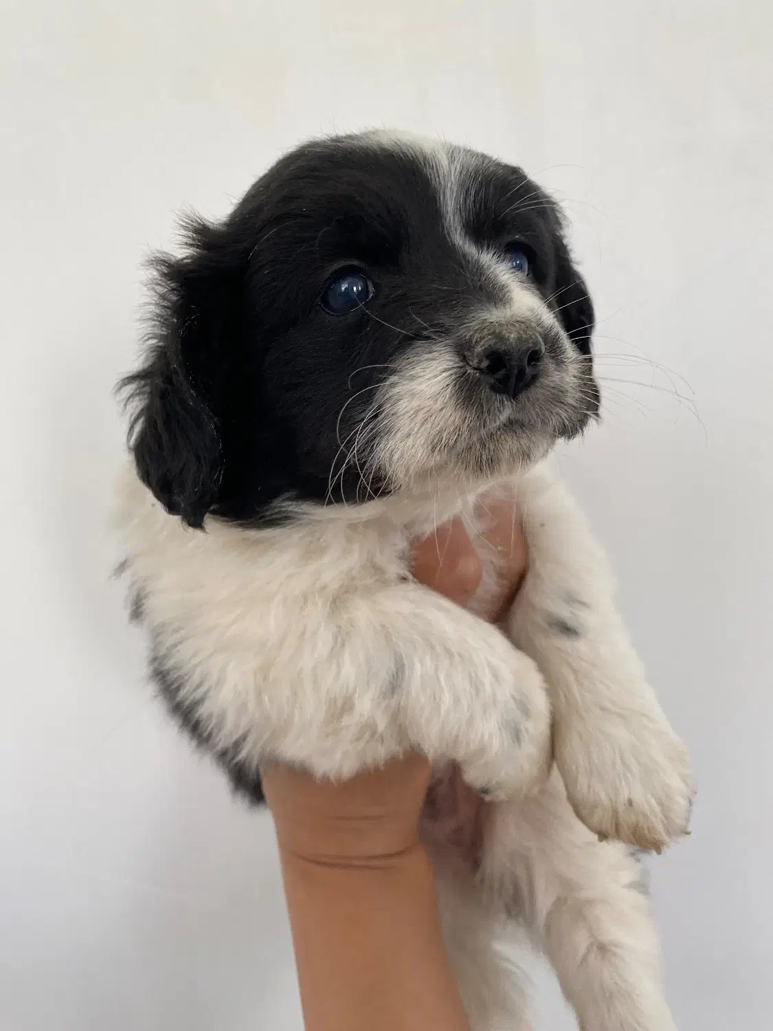 سگ دوماهه|سگ|شهرضا, |دیوار