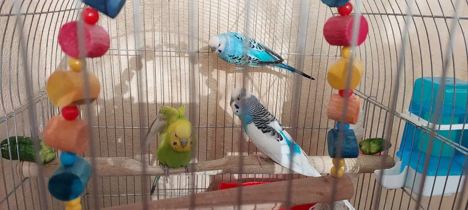 ۳عددمرغ عشق|پرنده|پاکدشت, پاکدشت (مامازند)|دیوار