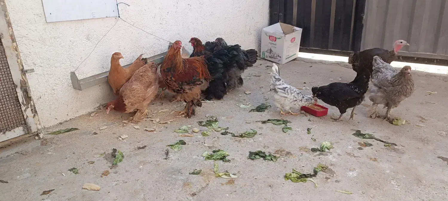 مرغ و خروس|حیوانات مزرعه|پاکدشت, پاکدشت (مامازند)|دیوار