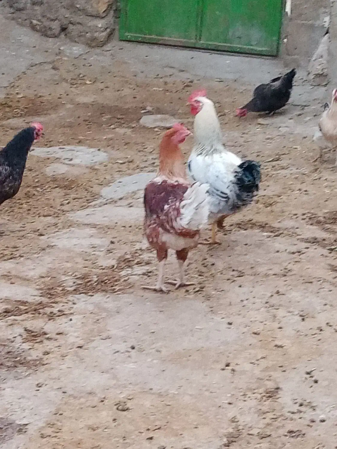 خروس جوان|حیوانات مزرعه|اردل, |دیوار