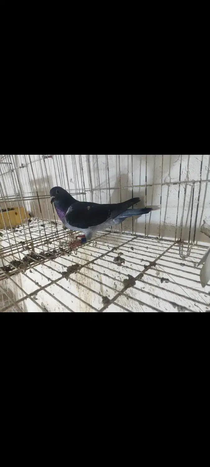 عربستان|پرنده|باوی, |دیوار