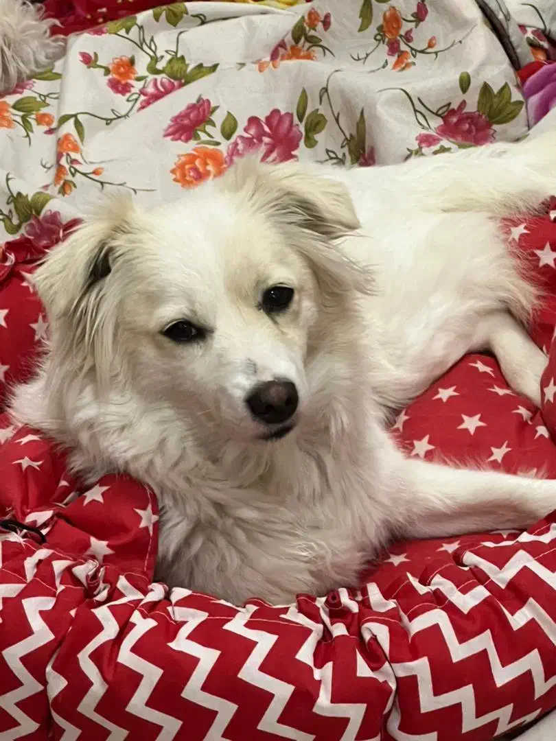 سگ نژاد اشپیتزه|سگ|تبریز, |دیوار