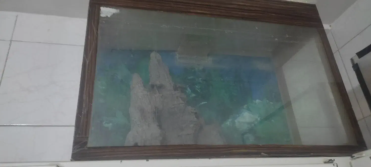 آکواریوم فروشی|ماهی|بیرجند, |دیوار