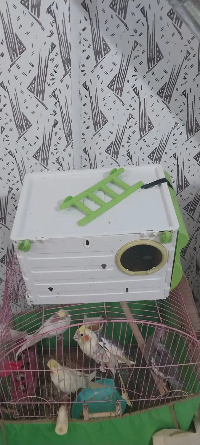 عروس هلندی ۴تا|پرنده|محمدیه-قزوین, |دیوار