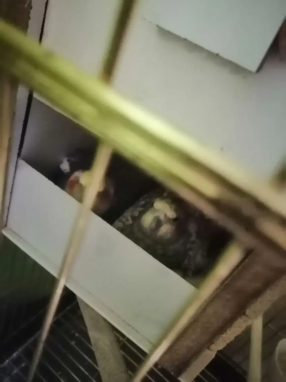 عروس هلندی|پرنده|شهریار, رزکان|دیوار