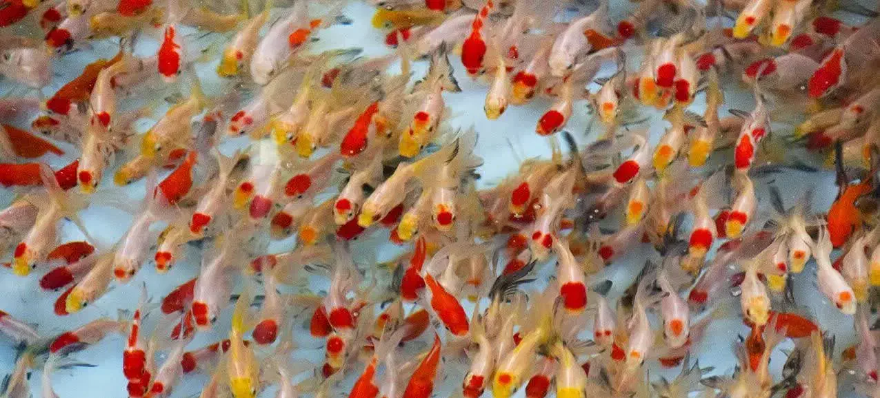 ماهی|ماهی|نجف‌آباد, امیرآباد|دیوار