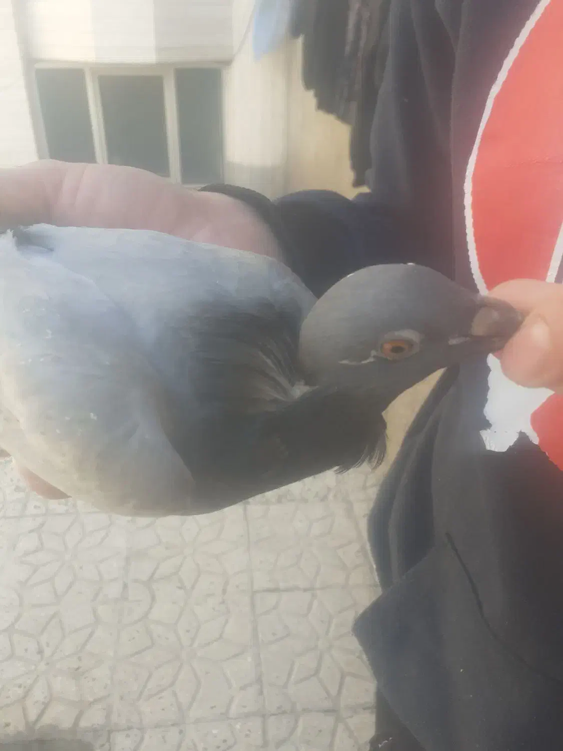 کبوتر|پرنده|اردبیل, |دیوار