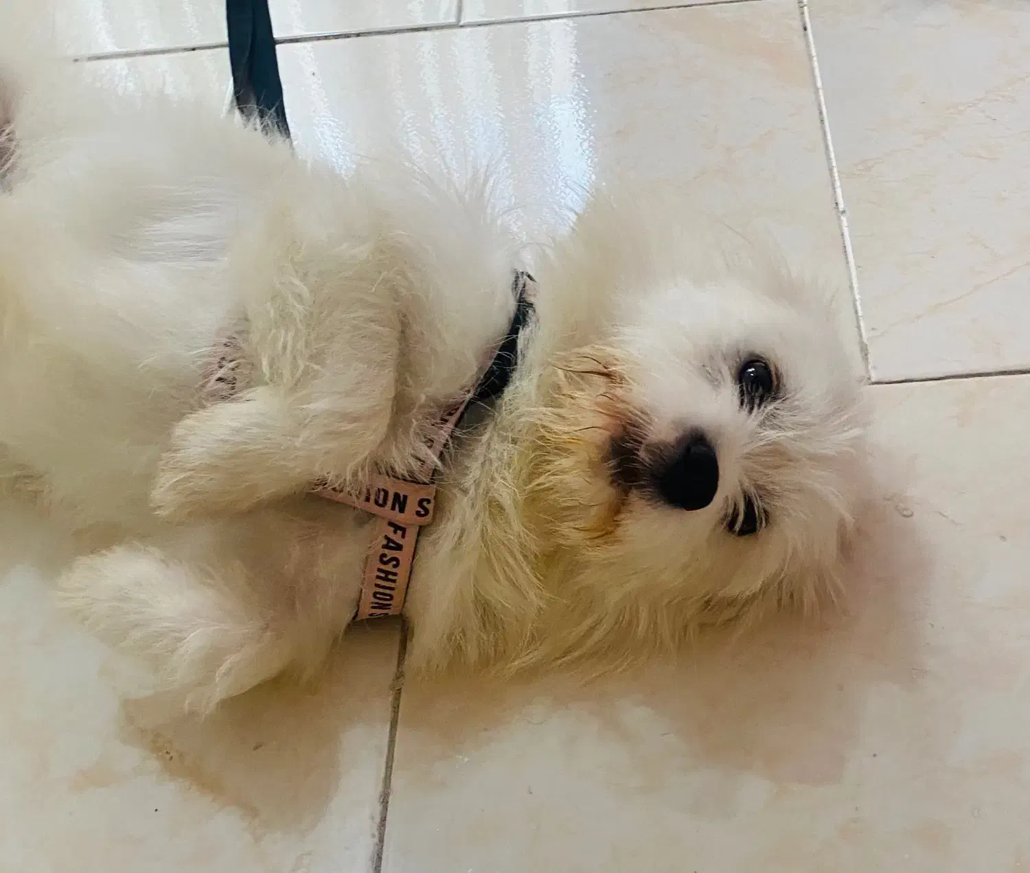 واگذاری سگ|سگ|محمدیه-قزوین, |دیوار