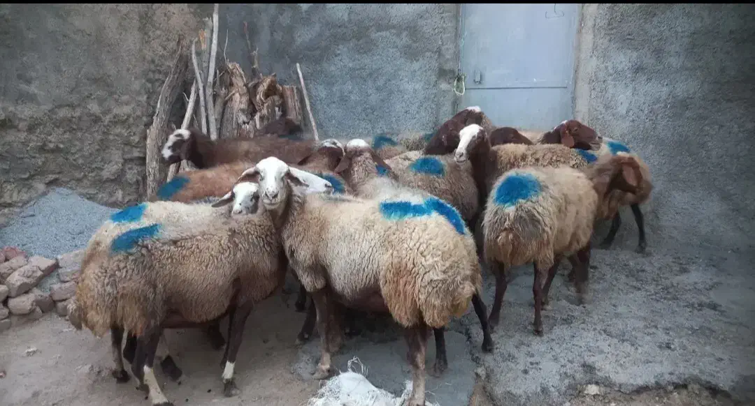 گوسفند و بره بز و تی بز|حیوانات مزرعه|خرمآباد, |دیوار