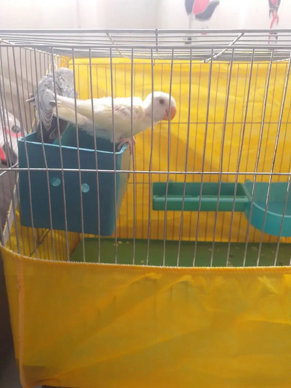 جوجه طوطی برزیلی دونخور|پرنده|پردیس, فاز ۸|دیوار