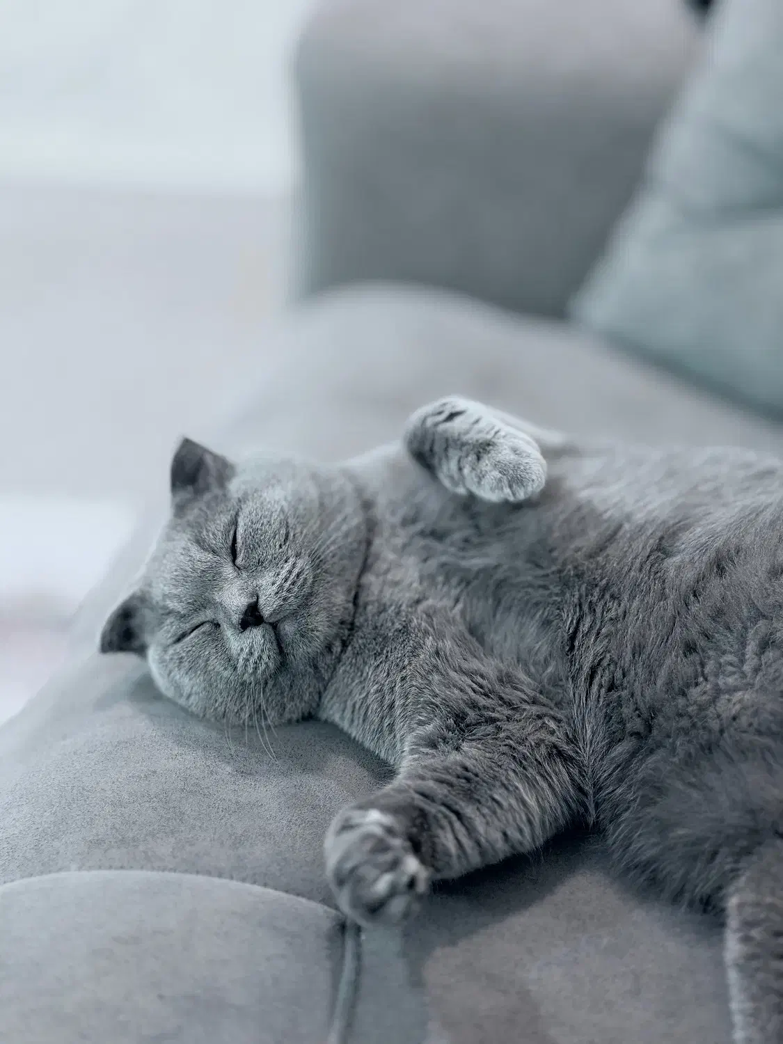 گربه اسکاتیش|گربه|جم, |دیوار