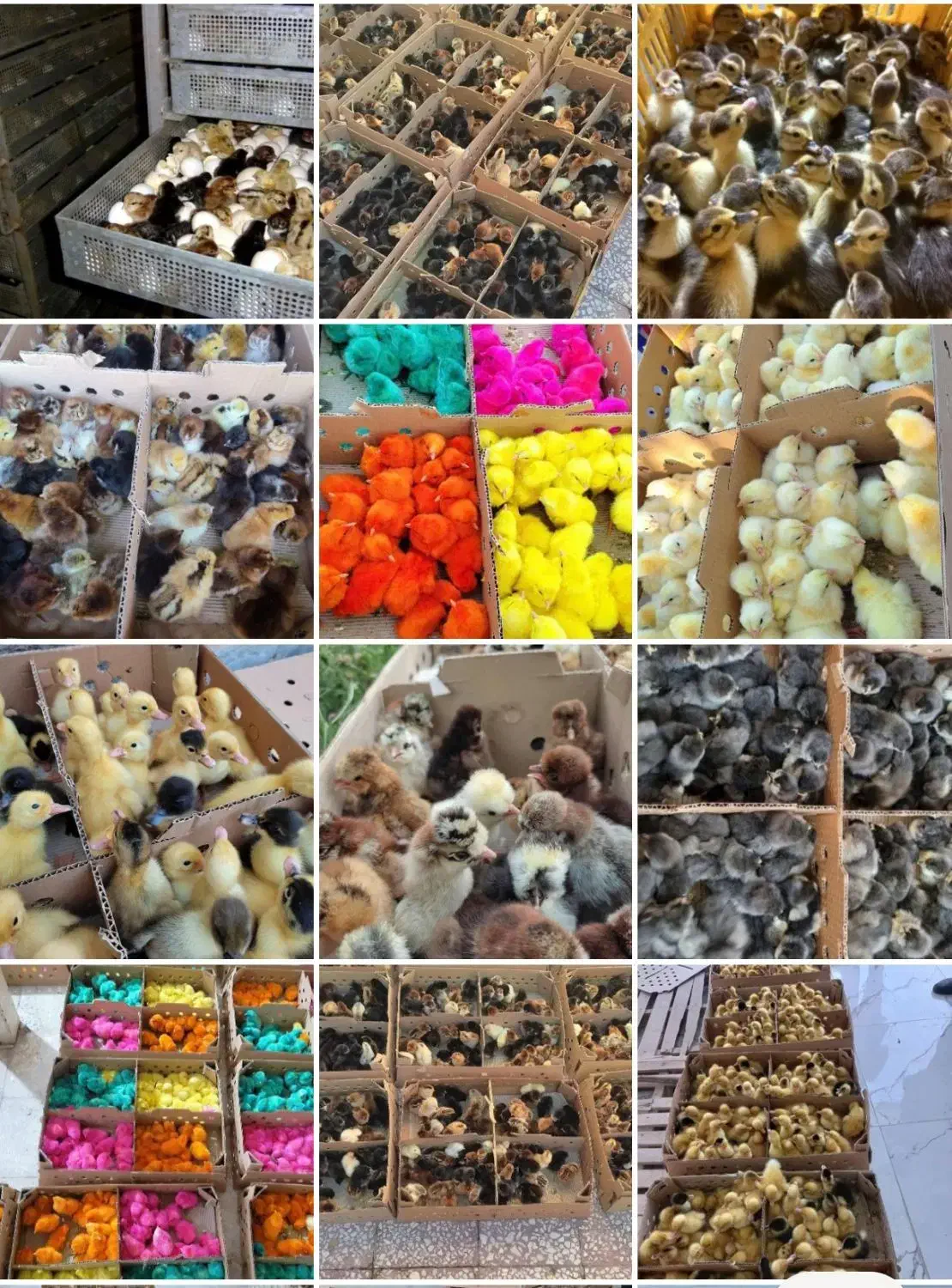 جوجه محلی ، کاکلی اردک و رنگی|حیوانات مزرعه|جم, |دیوار