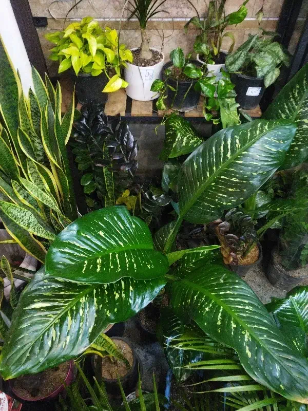 براق کننده گیاهان|گل و گیاه طبیعی|باقرشهر, |دیوار