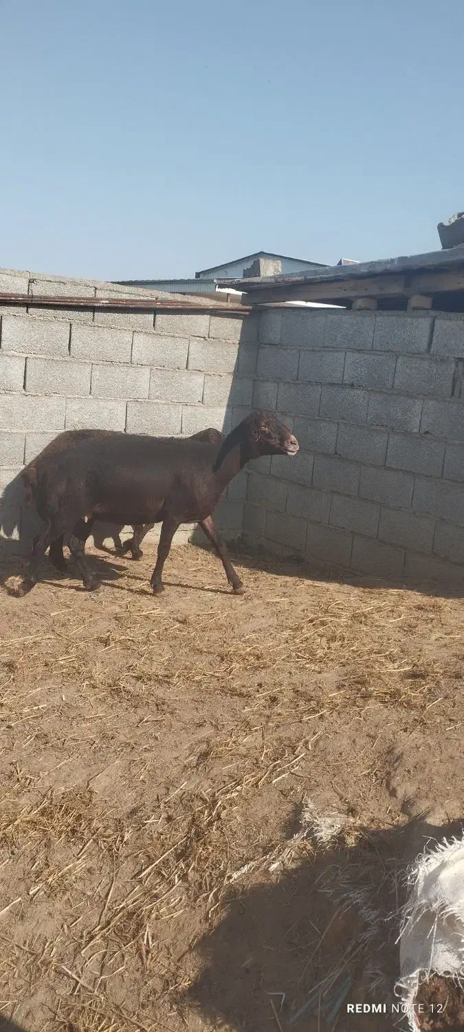 گوسفند|حیوانات مزرعه|سیمین شهر, |دیوار