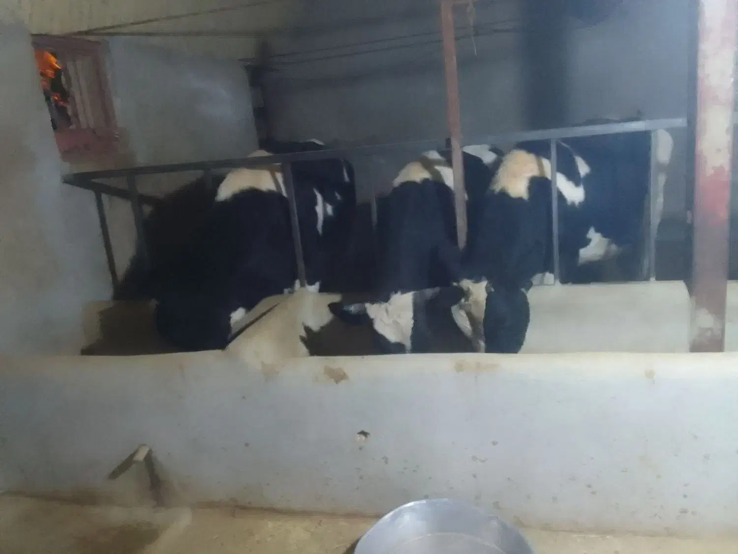 گوساله نر سالم|حیوانات مزرعه|شیرین‌سو, |دیوار