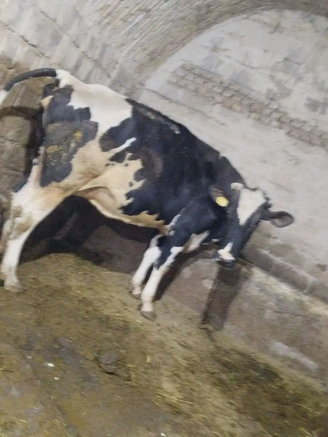 گاو شیری|حیوانات مزرعه|تیکمه داش, |دیوار