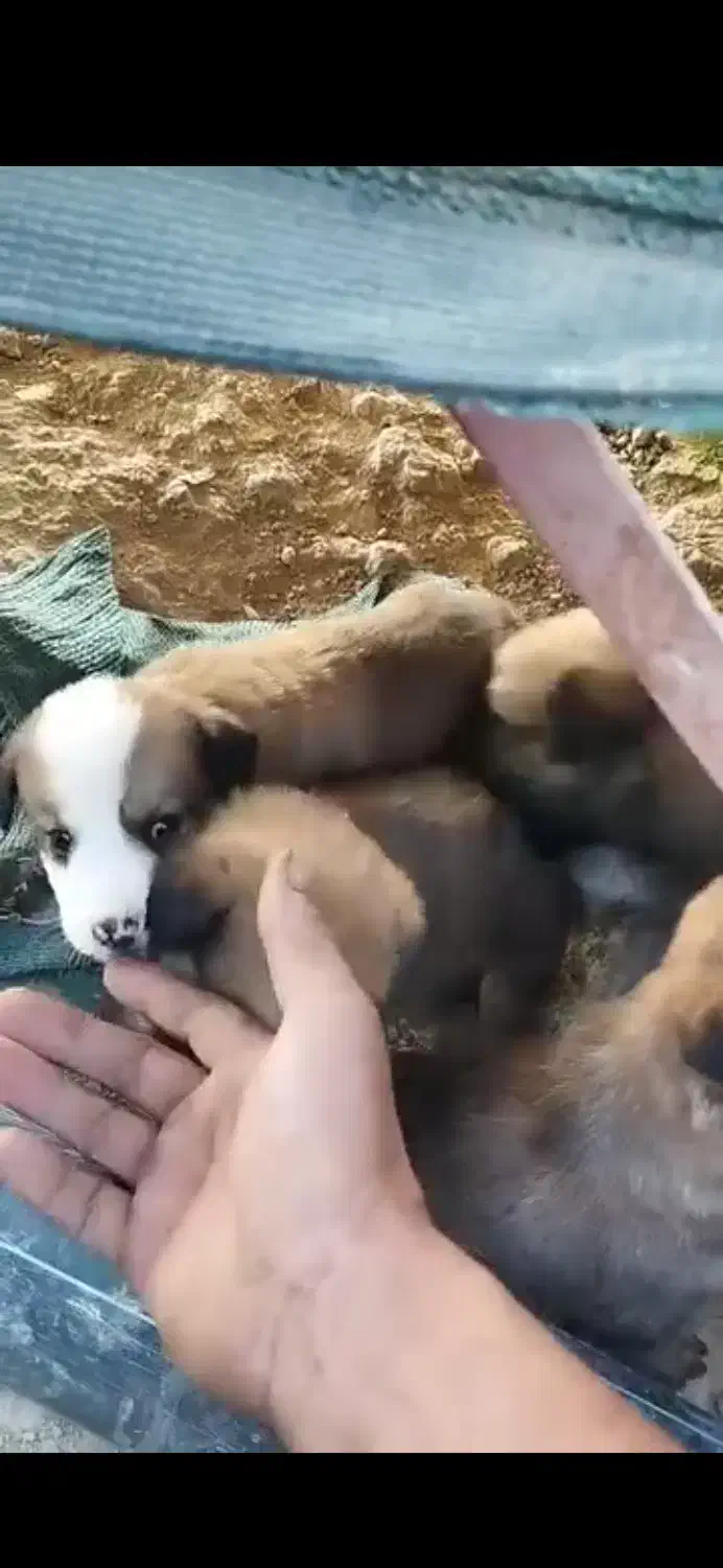 کمک رسانی و واگذاری|سگ|شیروان (خراسان), |دیوار