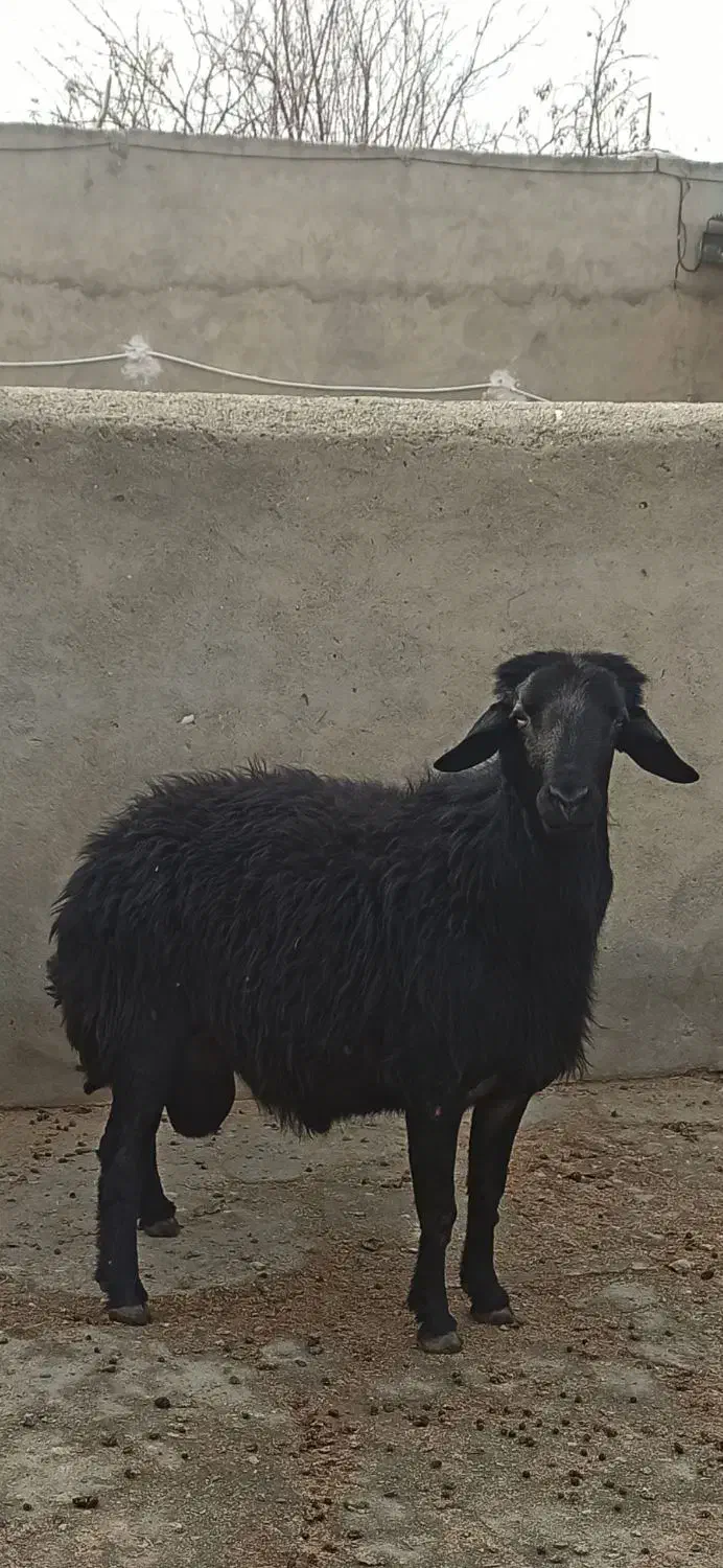 ۱ راس قوچ جوان برای نگهداری و دامازدخ|حیوانات مزرعه|میاندوآب, |دیوار