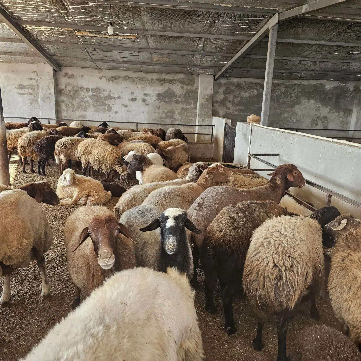 فروش گوسفند و بره (نمایشگاه دام مازندران)|حیوانات مزرعه|طبقده, |دیوار