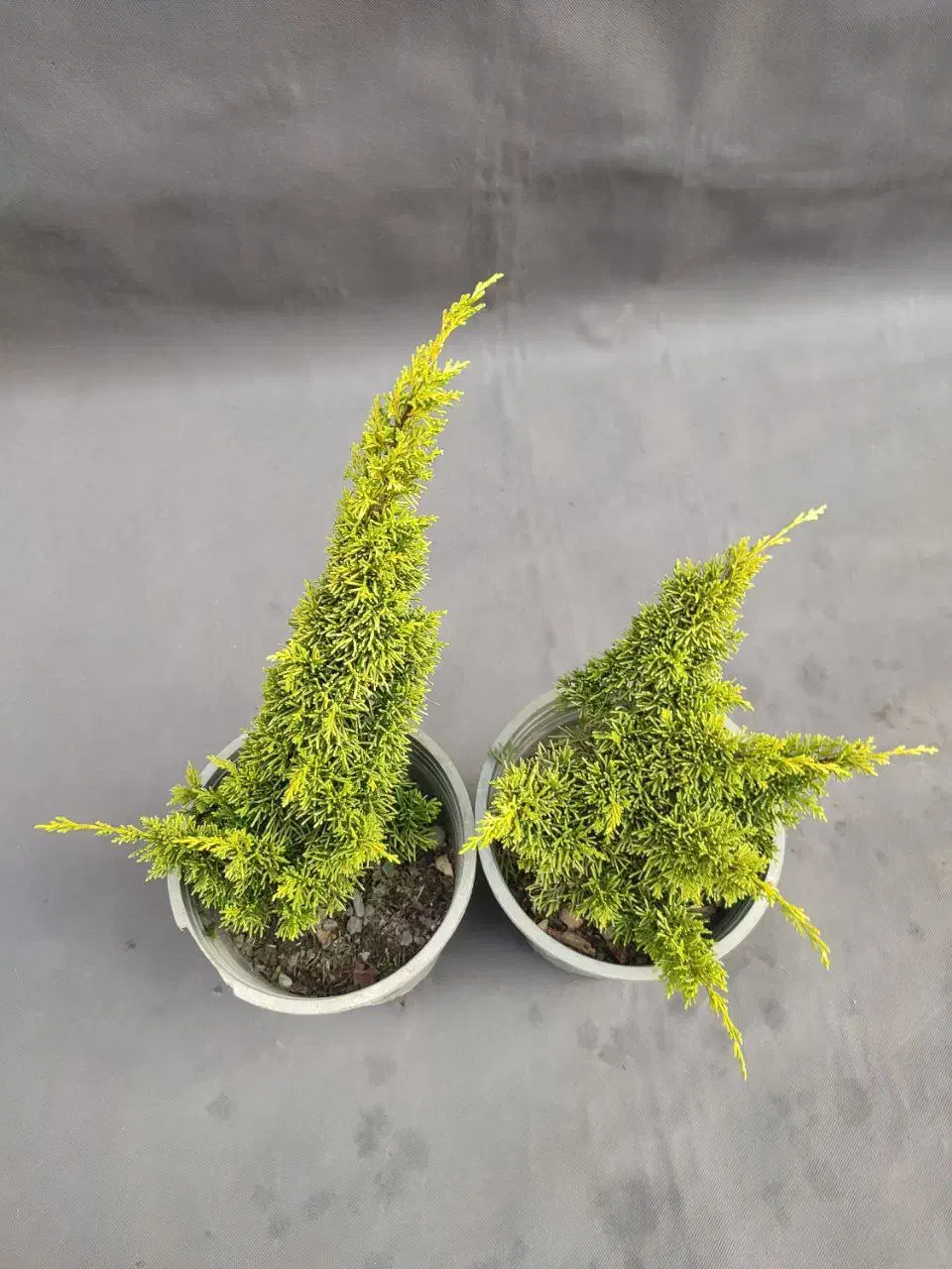 دم روباهی طلایی، گیاه خاص و مقاوم با ۵۰٪ تخفیف|گل و گیاه طبیعی|تهران, صادقیه|دیوار