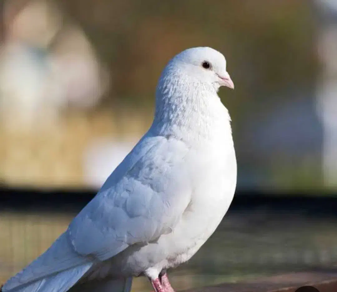 فضله کبوتر|عمدهفروشی|نهاوند, |دیوار