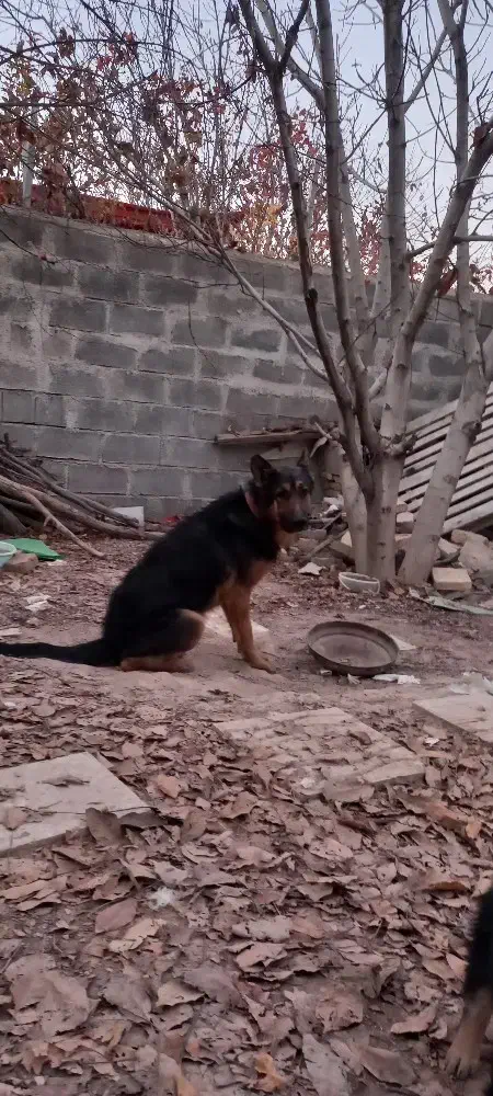 نروماده گ|سگ|کرمانشاه, |دیوار