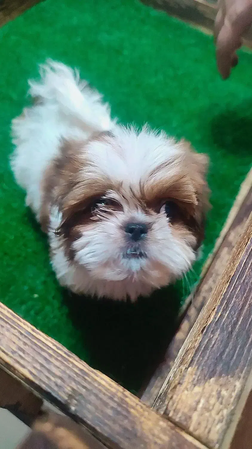 شیتزو سوپر فلت|سگ|شهریار, شهرک مصطفی خمینی|دیوار