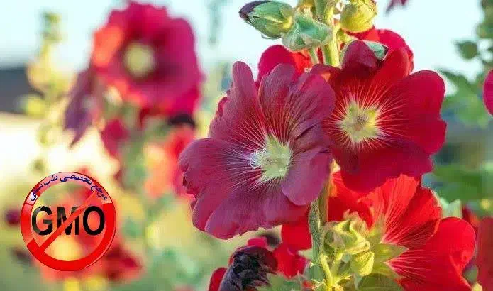 زمین|فروش زمین و ملک کلنگی|یزدان شهر, |دیوار