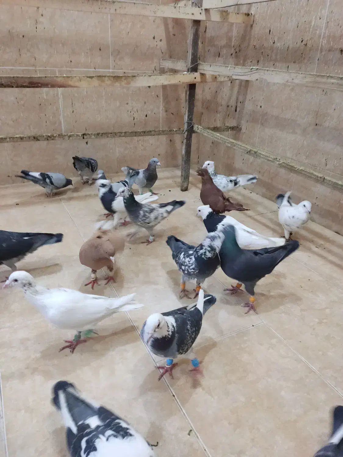 کبوتر|پرنده|رباط‌کریم, رباط‌کریم|دیوار