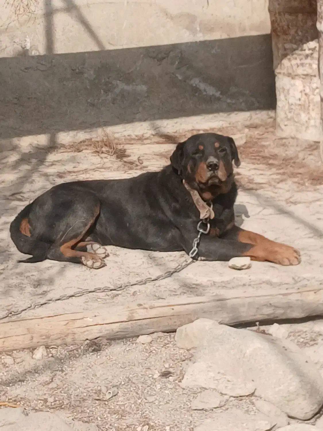 سگ روتوایلر|سگ|رباطکریم, منجیل آباد|دیوار