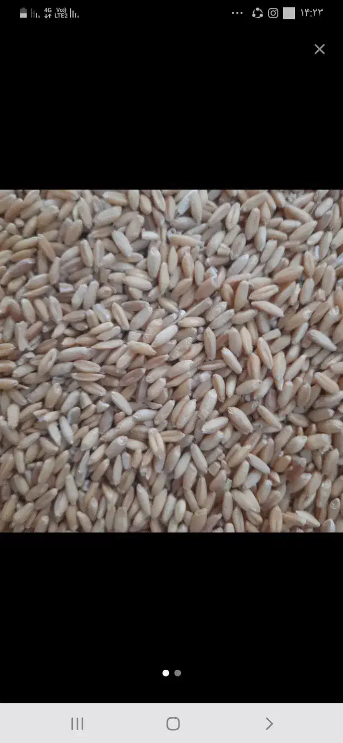 خریدار گندم جو لوبیا  کود   کاه|خدمات باغبانی و درختکاری|خمین, |دیوار