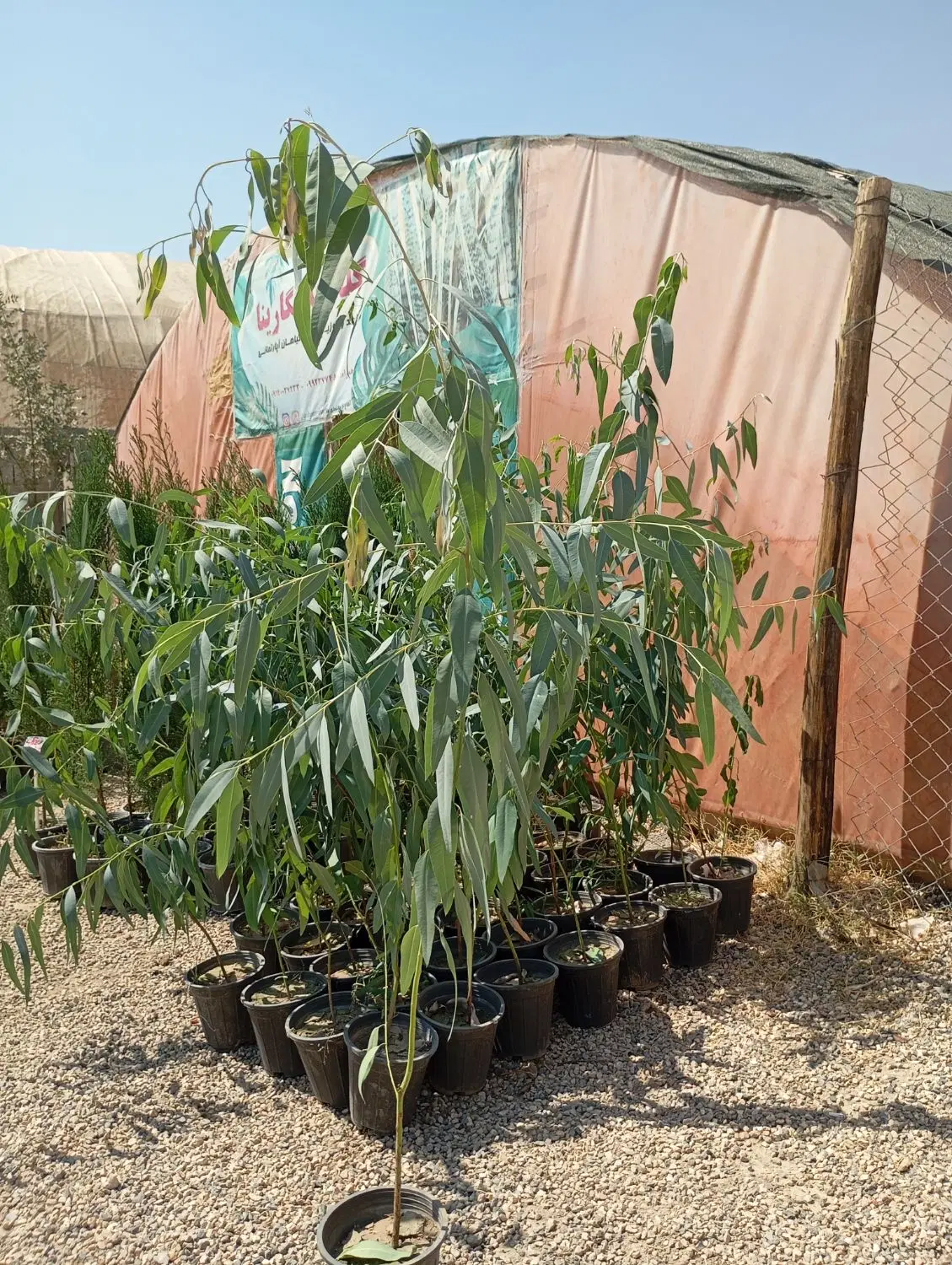 سرو و اوکالیپتوس|گل و گیاه طبیعی|اصفهان, زاجان|دیوار