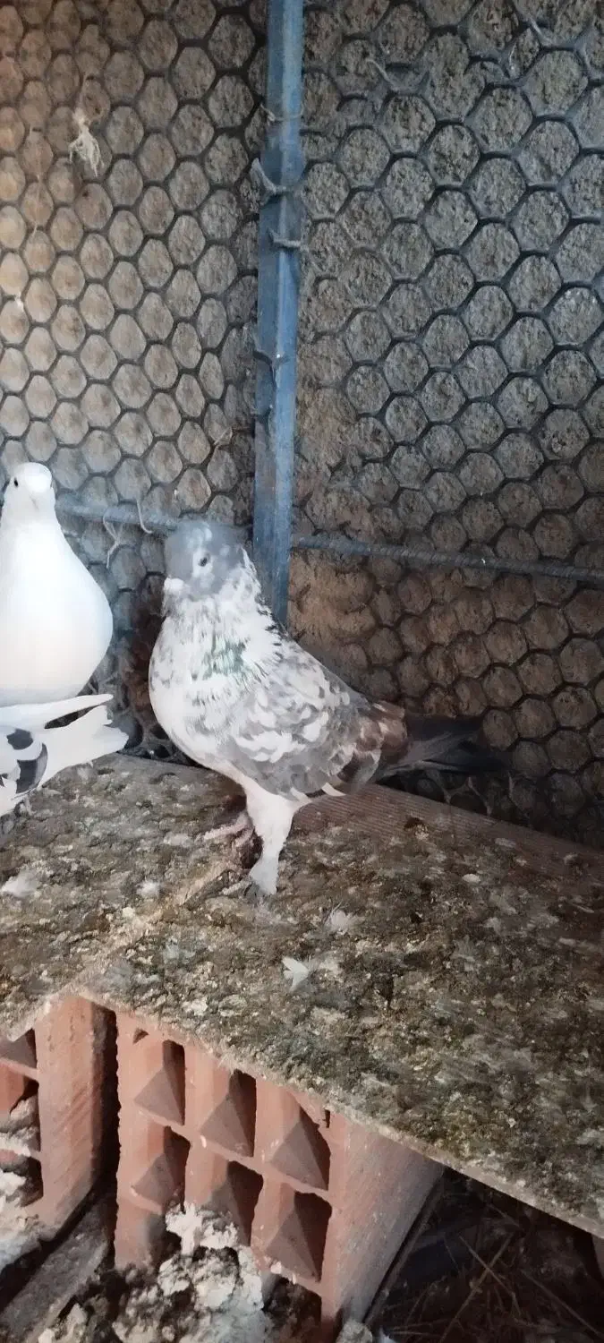 پرنده|پرنده|خان ببین, |دیوار