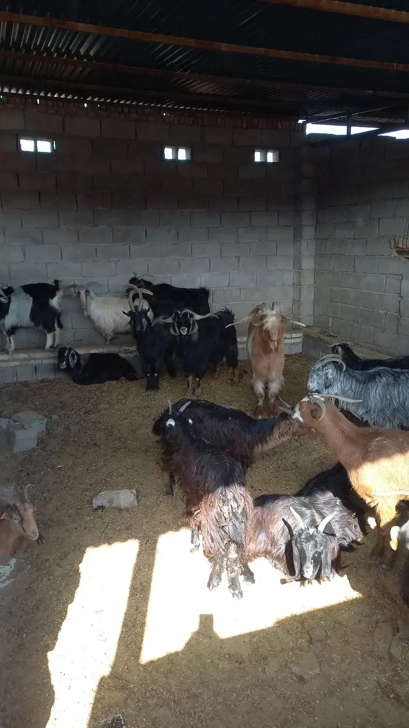 بز نر|حیوانات مزرعه|اندیمشک, |دیوار