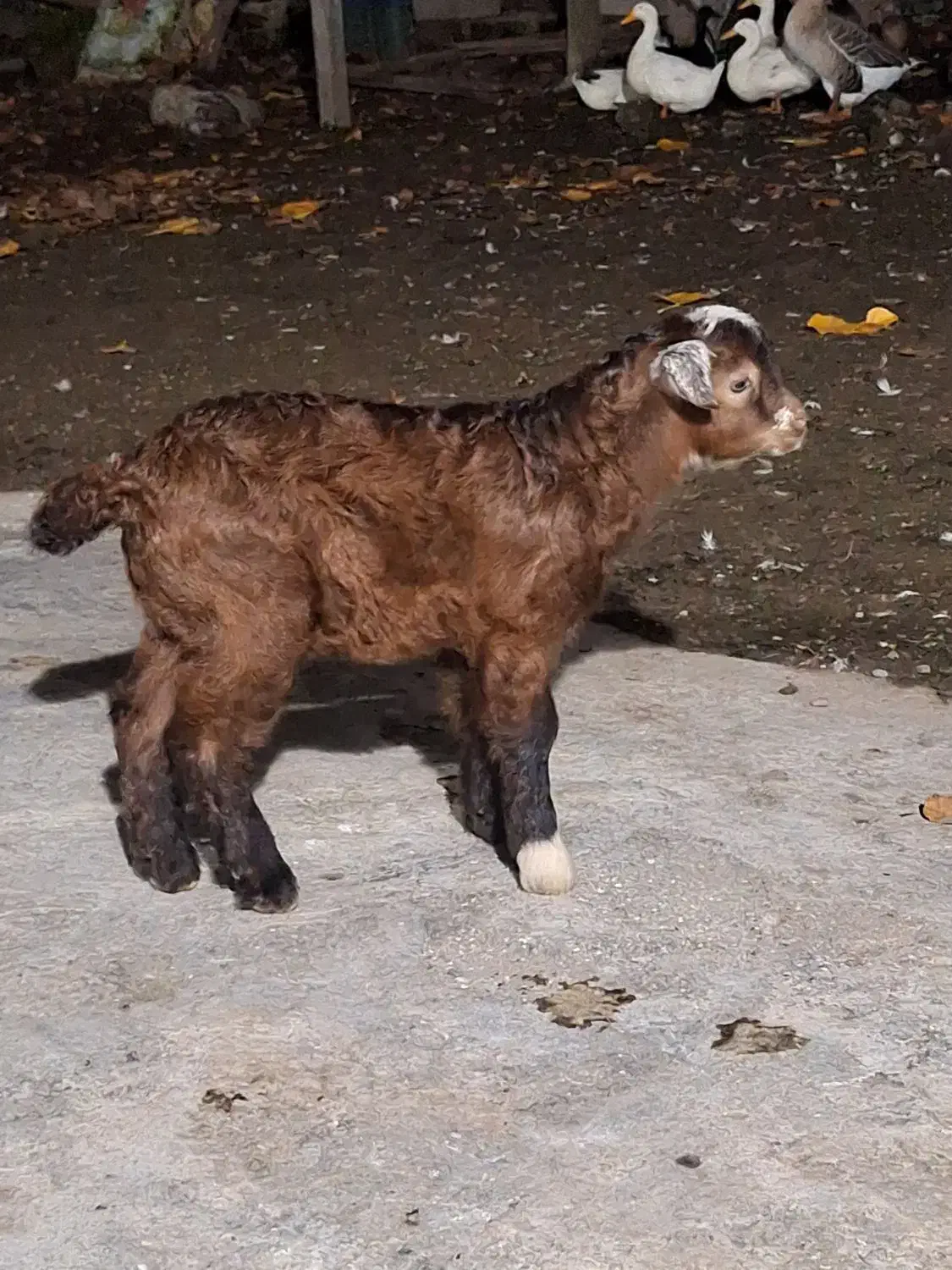 خوشکل دوست داشتنی|حیوانات مزرعه|حویق, |دیوار