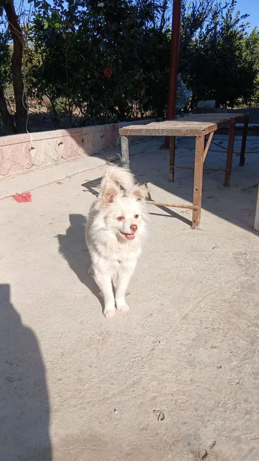 پامر اشپیتز|سگ|گرگان, |دیوار